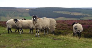 Photo of sheep at Rosedale Bank Top, North Yorkshire Moors